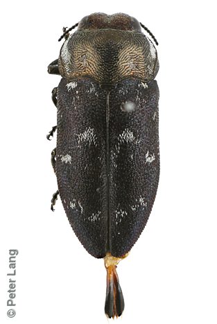 Diphucrania notulata, PL3759A, male, from Acacia pycnantha, MU, 6.7 × 2.8 mm